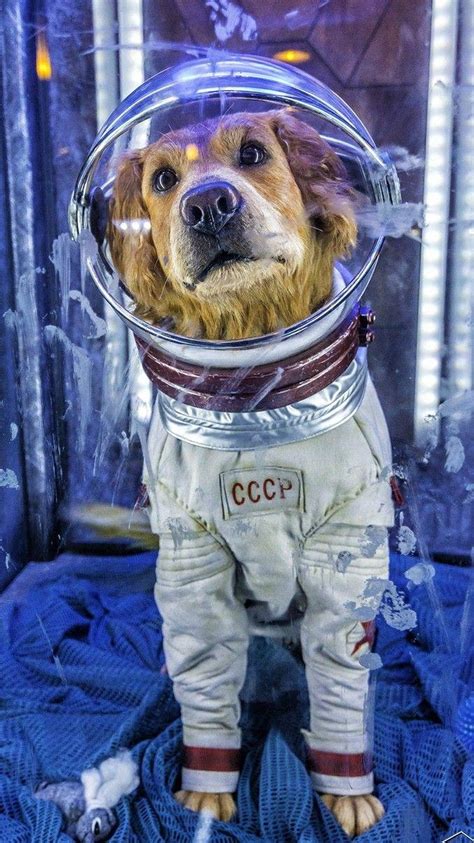 Cosmo The Spacedog Marvel Wallpapers - Wallpaper Cave