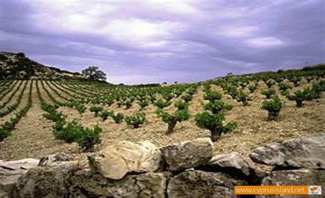 Cyprus Wine Routes and Wineries | Cyprus Island