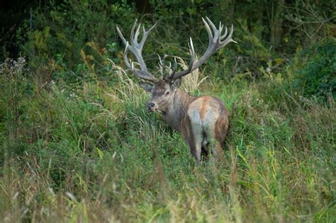 Premium Photo | Red deer on the green background during the deer rut in ...