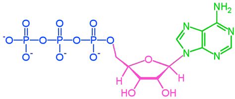 ATP - Molecule of the Month - January 1998 - JSMol version