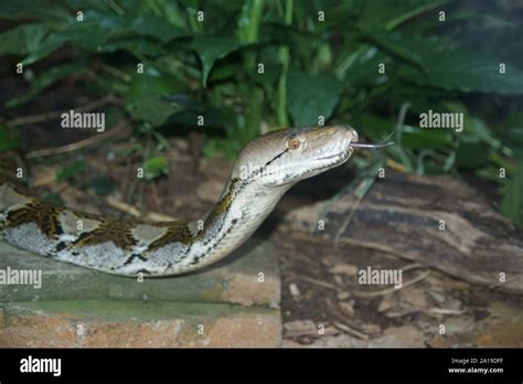 Reticulated Python (Python reticulatus Stock Photo - Alamy