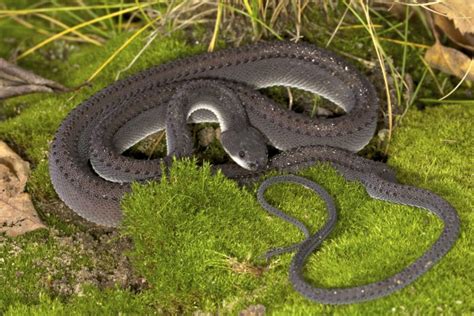 12 Uniquely Weird Snakes That Actually Exist