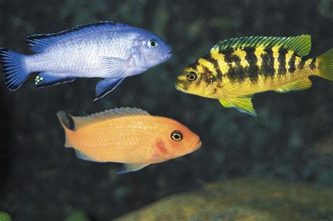 Cichlids - Lake Malawi Cichlids - Bluegrassaquatics.com