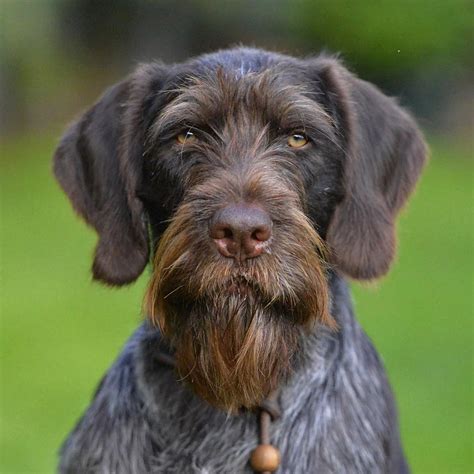 @ugurcamuzcu© GERMAN WIREHAIRED POINTER (Deutsch Drahthaar) | German ...