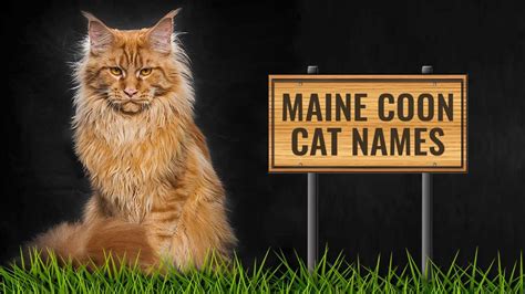 80+ Maine Coon Names For Your Male And Female Felines - Petmoo