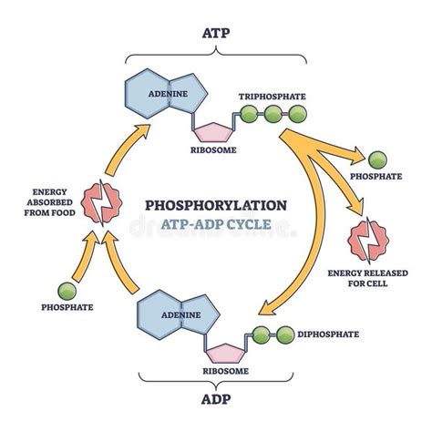 Phosphorylation ATP, ADP cycle with detailed process stages outline ...