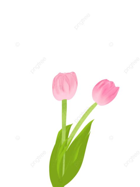 Hand Drawn Cartoon Pink Tulip, Hand Clipart, Cartoon Clipart, Tulip ...