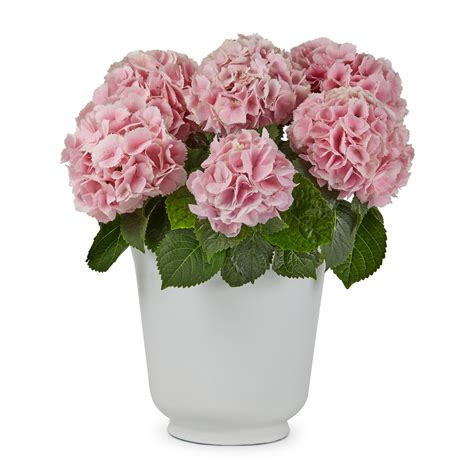 Hydrangea Part sun (3 to 6 hours morning sun) Annuals at Lowes.com