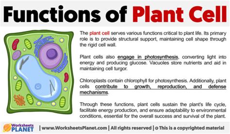 Functions of Plant Cell