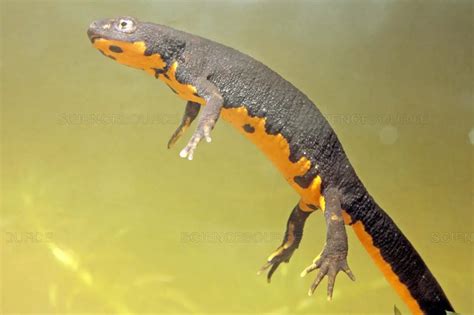 Japanese Fire-Bellied Newt Care Sheet | Reptiles' Cove