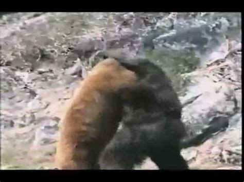 Gorilla Vs Grizzly Bear