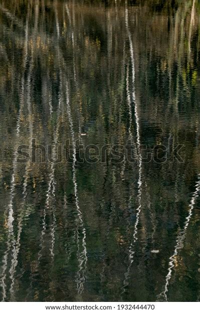 66 070 Water Birch Tree Images, Stock Photos & Vectors | Shutterstock