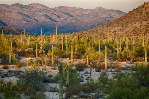 Sonoran Desert - Jamie Boyle Photography