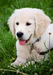 Golden Retriever Puppy Training - Dog Trick Academy