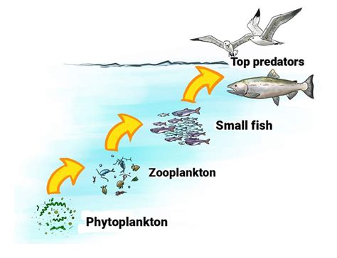 Food Chain Aquatic System | Hot Sex Picture