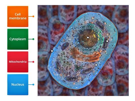 animal cell - - Labelled diagram