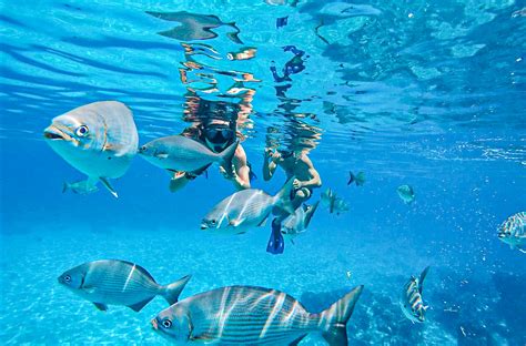 Dream Cozumel Island Snorkeling - Tours in Cancun, Riviera Maya, Merida ...