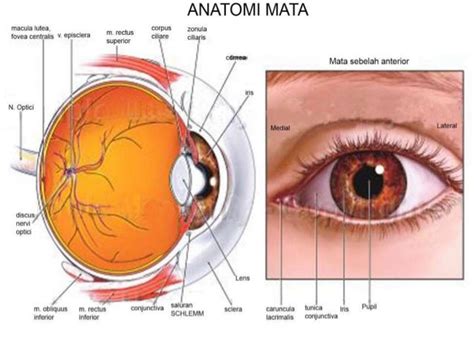 Anatomi dan fisiologi mata