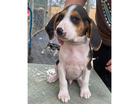 4 walker hound puppies ready to go Fresno - Puppies for Sale Near Me