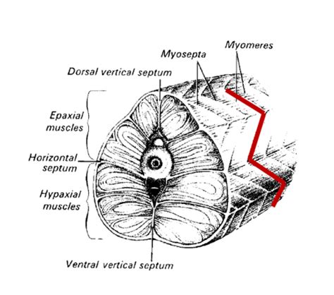 Exam 2 Comparative Anatomy 13: Musculature II:Axial and Branchiomeric ...