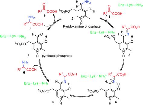 Transamination Mechanism