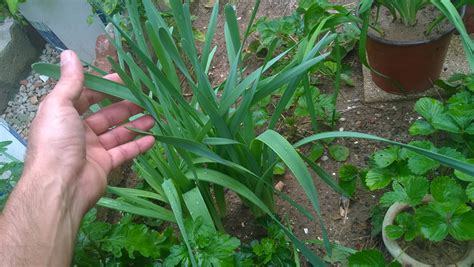 How to Plant & Care for Narcissus Bulbs