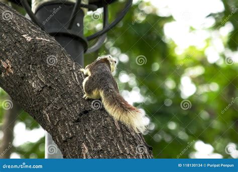 Squirrels are Climbing Trees in the Park. Stock Photo - Image of mammal ...