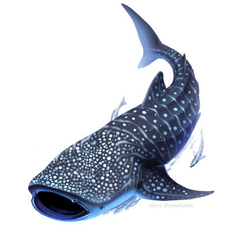 Whale Shark Drawing at GetDrawings | Free download