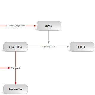 In the normal pathway, the enzyme tryptophan hydroxylase converts ...