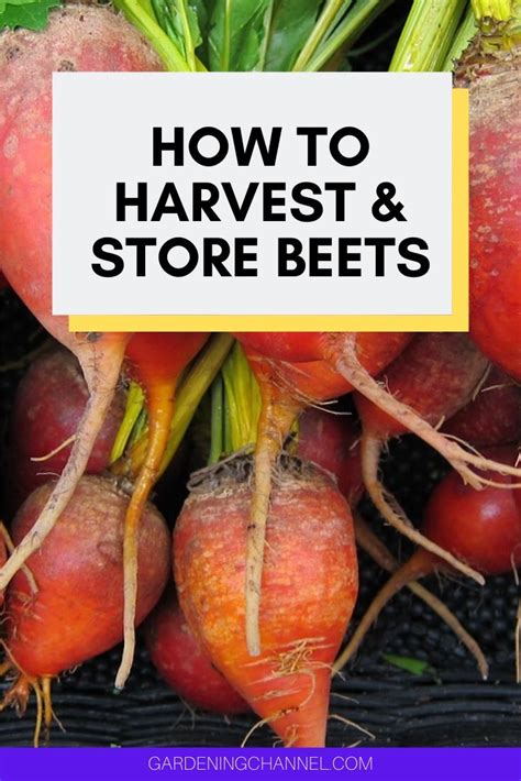 What should I do with beets after harvesting? - Gardening Channel