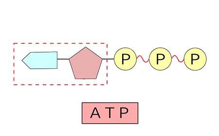 ATP-ADP Cycle | Meaning, Function & Structure - Lesson | Study.com