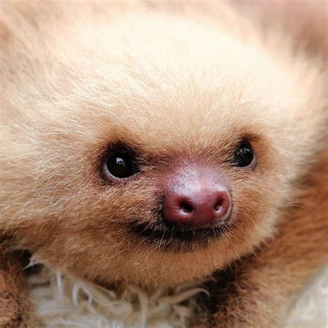 104 best images about Baby Sloths on Pinterest