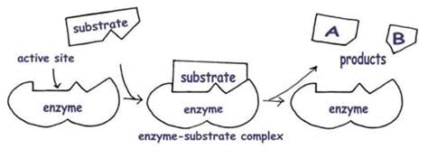 Enzymes: Structure and Function - SchoolWorkHelper