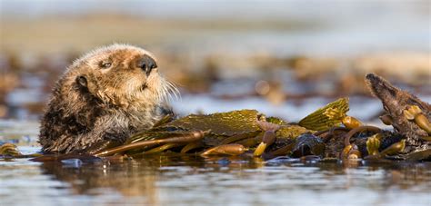 Habitat Map Of Where Sea Otters Live