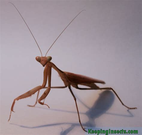 Giant Asian Mantis – Keeping Insects