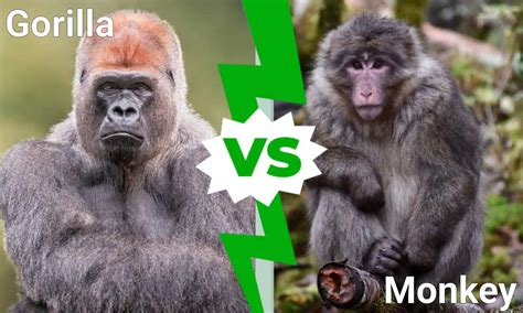 Gorilla vs. Monkey: 7 Differences Between The Two - A-Z Animals