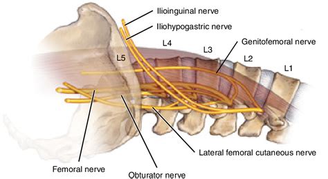 Genitofemoral Nerve Psoas