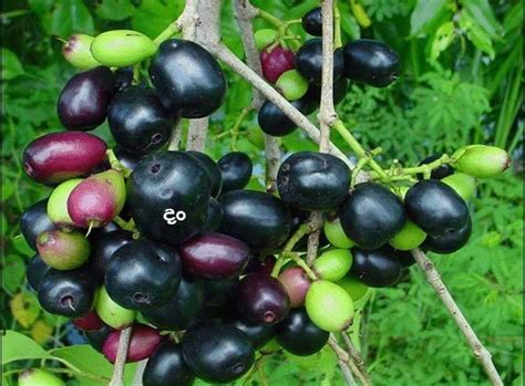 Native rare Healthy wild Fruits in Sri Lanka | Back to Nature