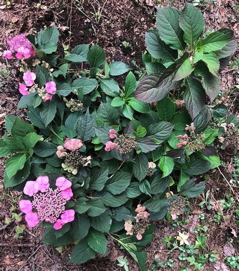 22 Stunning Oakleaf Hydrangea Varieties | Balcony Garden Web