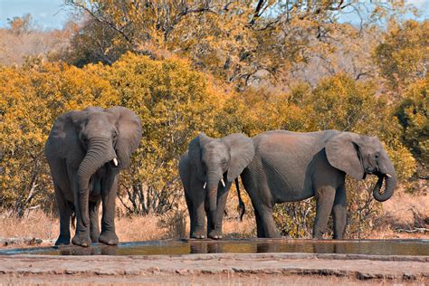 Q&A: Extreme Drought in South Africa’s Kruger National Park: How is ...