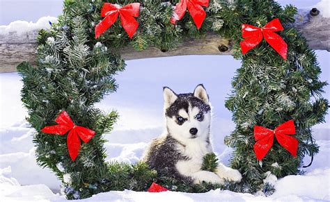 Siberian Husky Snow Wallpaper