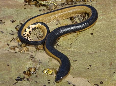 Yellow-Bellied Sea Snake (Pelamis platurus), Pelagic Sea Snake – uthinki