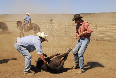 Photo of Cowboys Roping Cattle by Photo Stock Source cowboys, Flagstaff ...