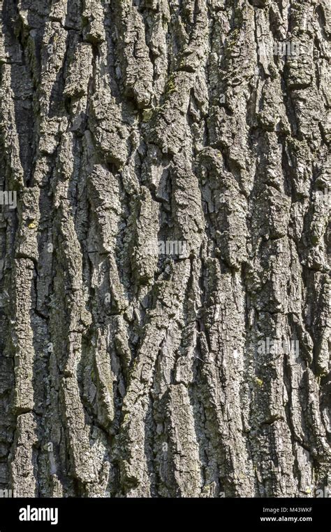 Juglans nigra, Eastern black walnut (tree bark Stock Photo - Alamy