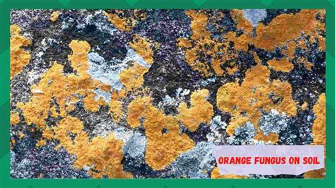 7 Tips For Dealing With Orange Fungus on Soil - Farmer Grows