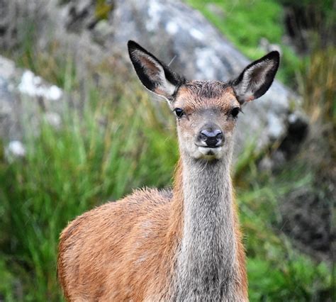 Andrew Robin photography.: RED DEER - SCOTLAND.