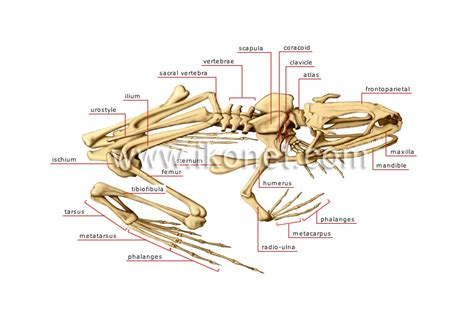 Typical Vertebra Of Frog