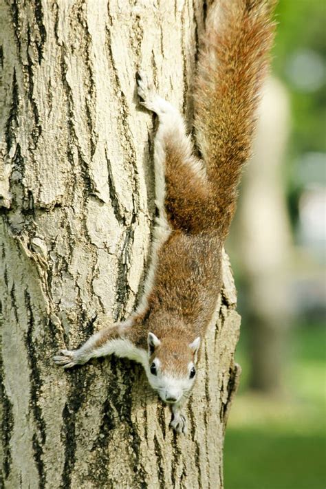 Squirrels are Climbing Trees. a Mammal Small Size Stock Image - Image ...