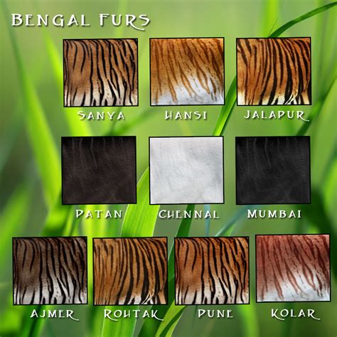 Big Cat Fur Types – WK – Wild Kajaera