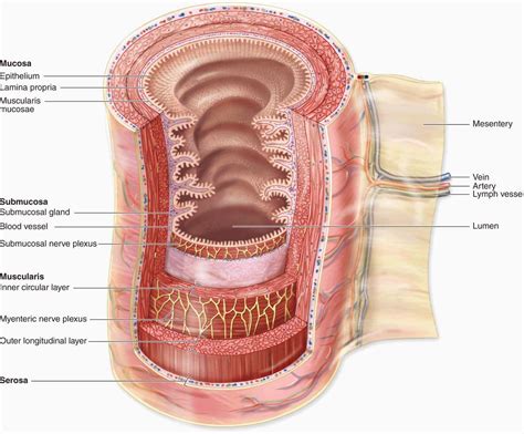 Digestive Tract | Basicmedical Key